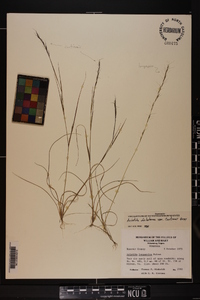 Aristida dichotoma image