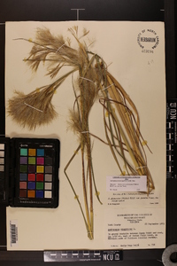 Andropogon glomeratus image