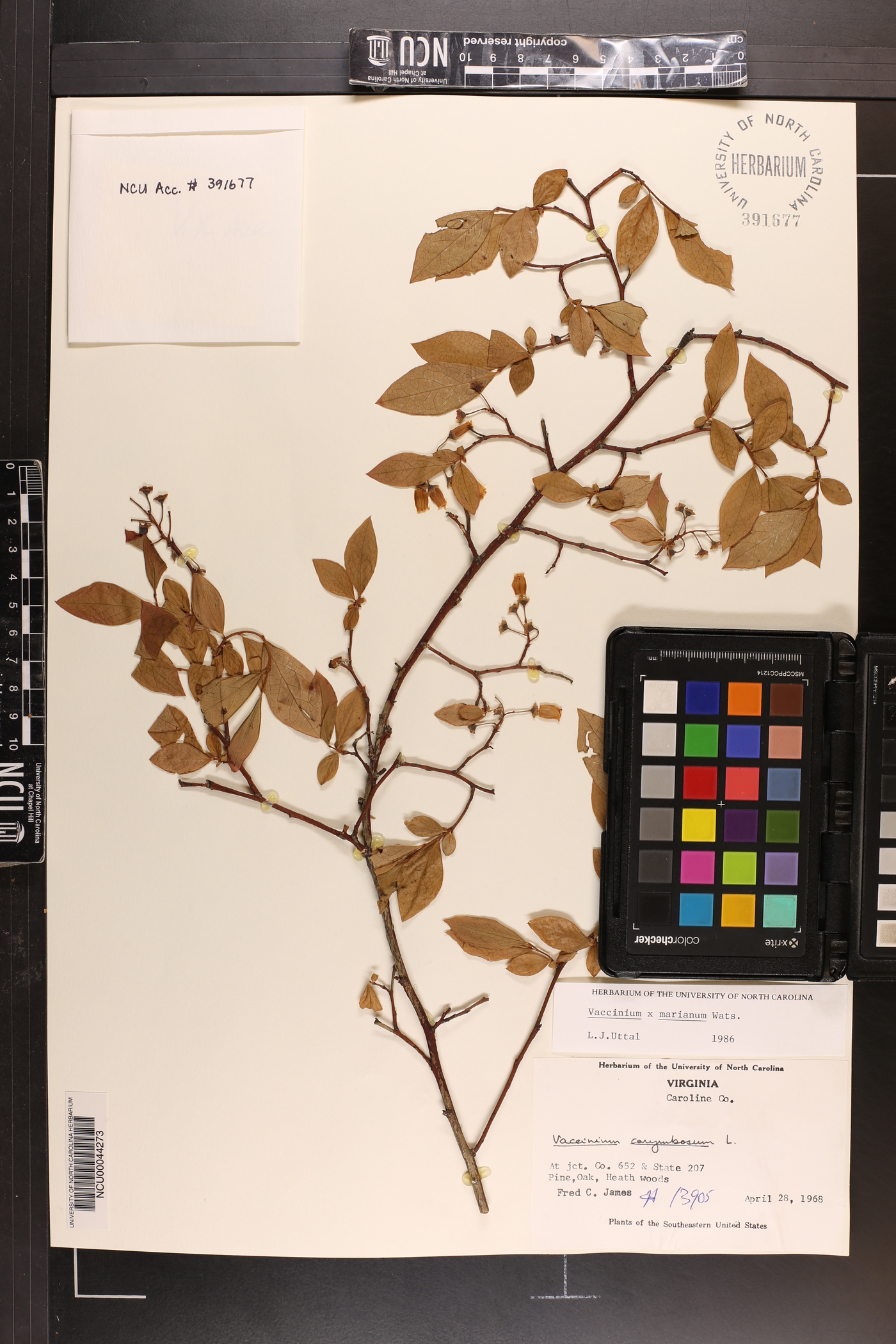 Vaccinium marianum image