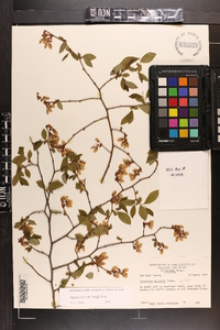 Vaccinium marianum image