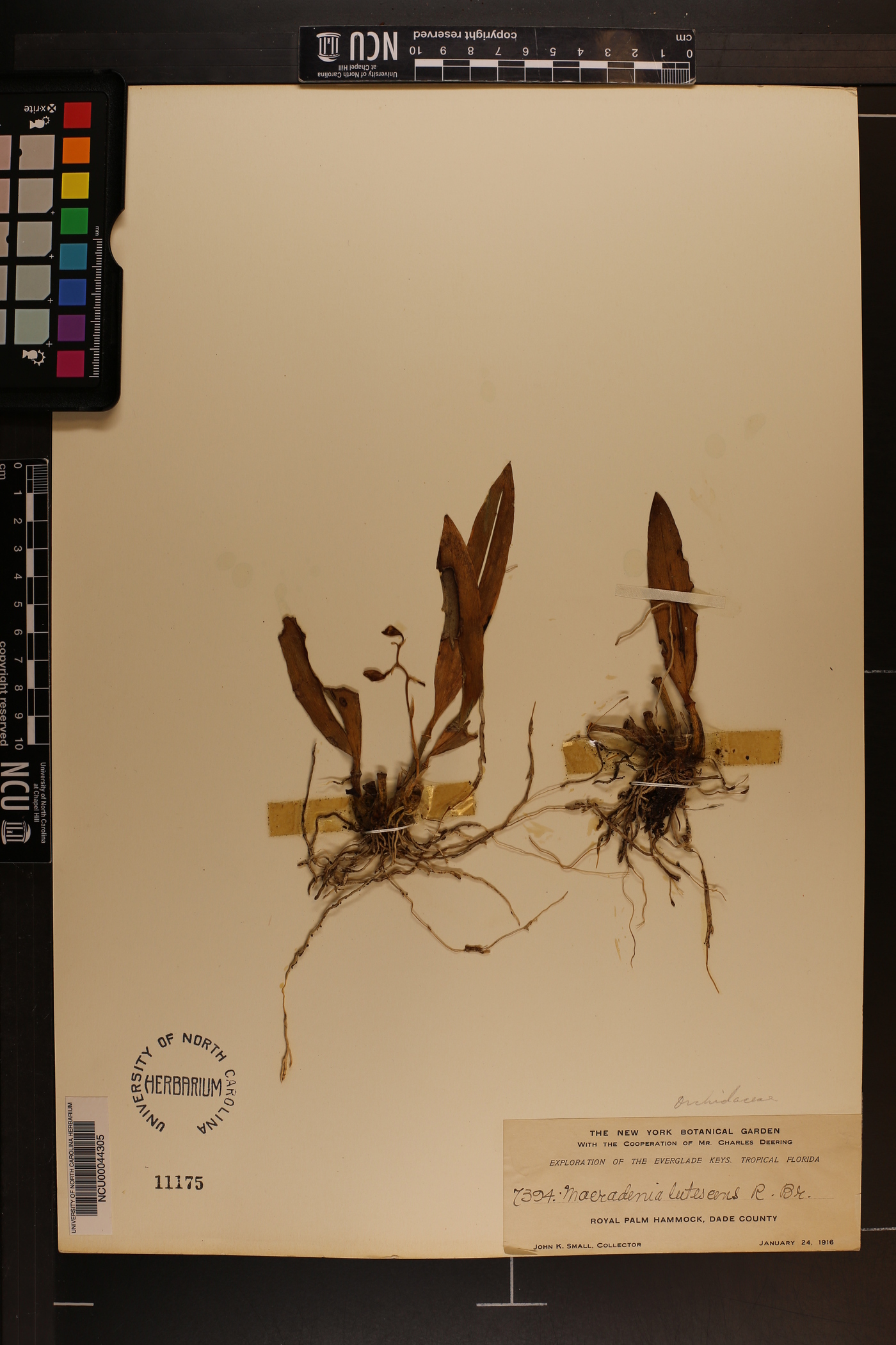 Macradenia lutescens image