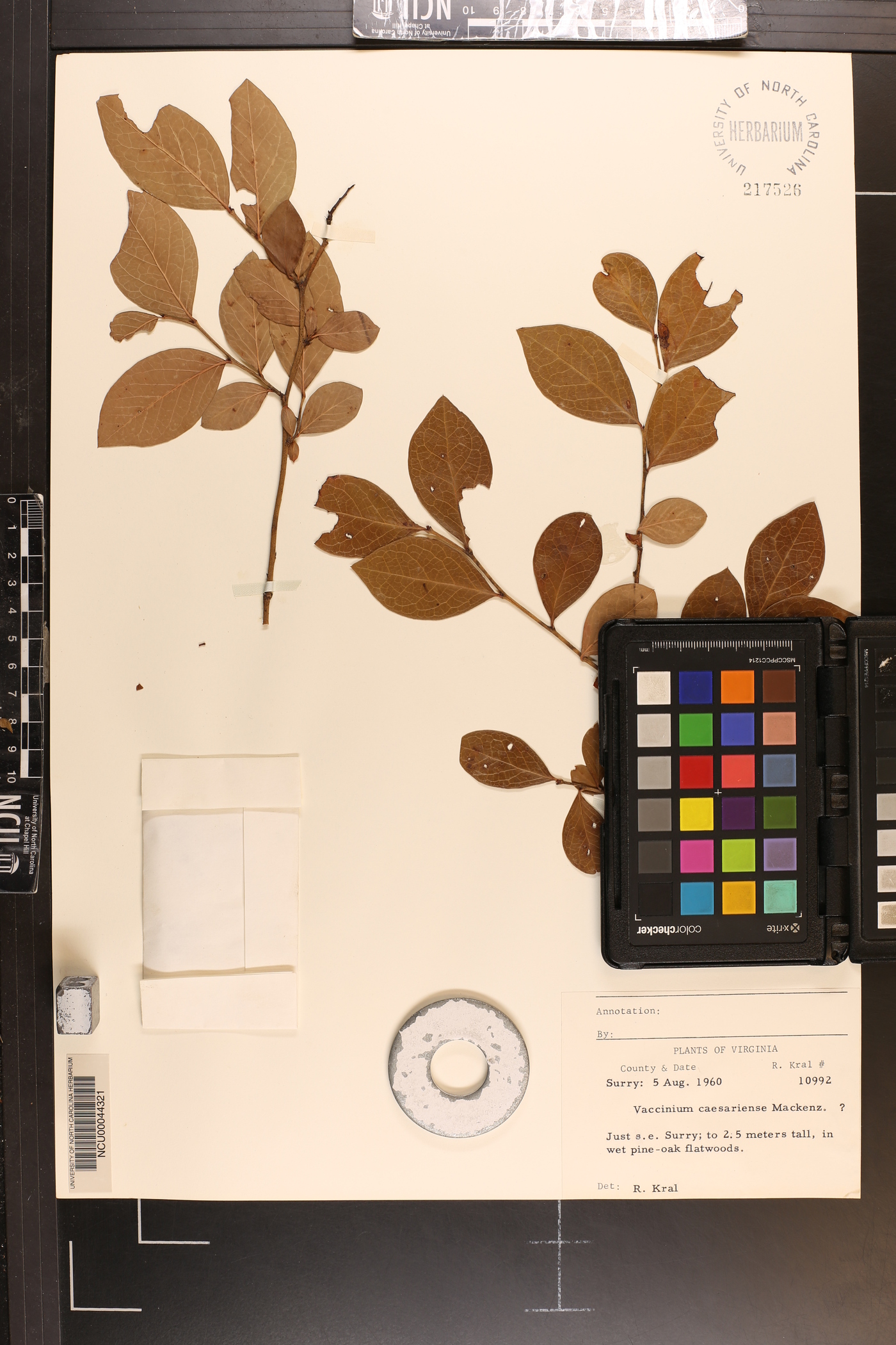 Vaccinium caesariense image