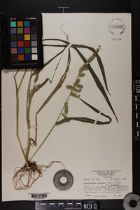 Echinochloa muricata var. muricata image