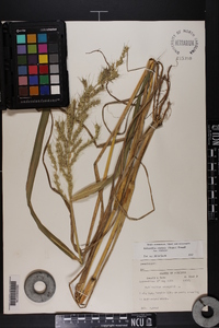 Echinochloa muricata var. muricata image