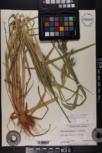 Echinochloa muricata var. muricata image