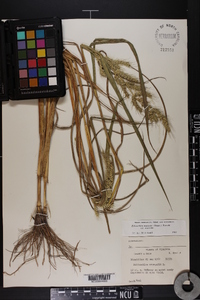 Echinochloa muricata var. muricata image