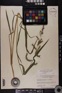 Echinochloa muricata var. muricata image