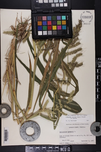 Echinochloa muricata var. muricata image