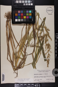 Echinochloa muricata var. muricata image