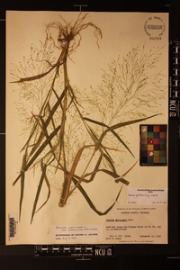 Panicum gattingeri image