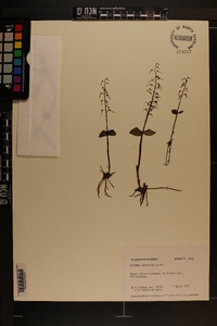 Listera australis image