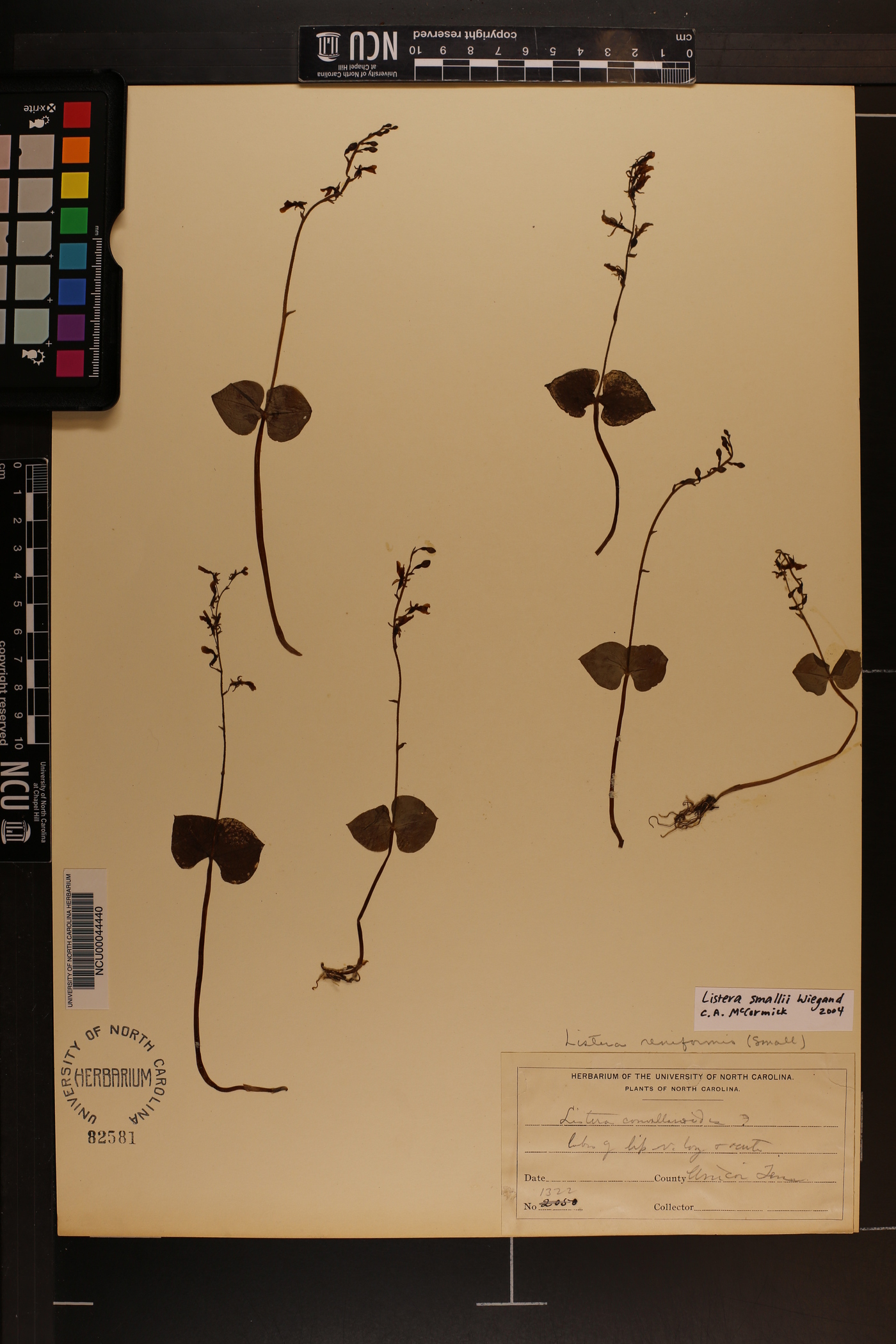 Listera smallii image