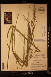 Panicum amarum image