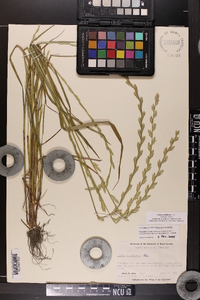 Lolium perenne subsp. multiflorum image