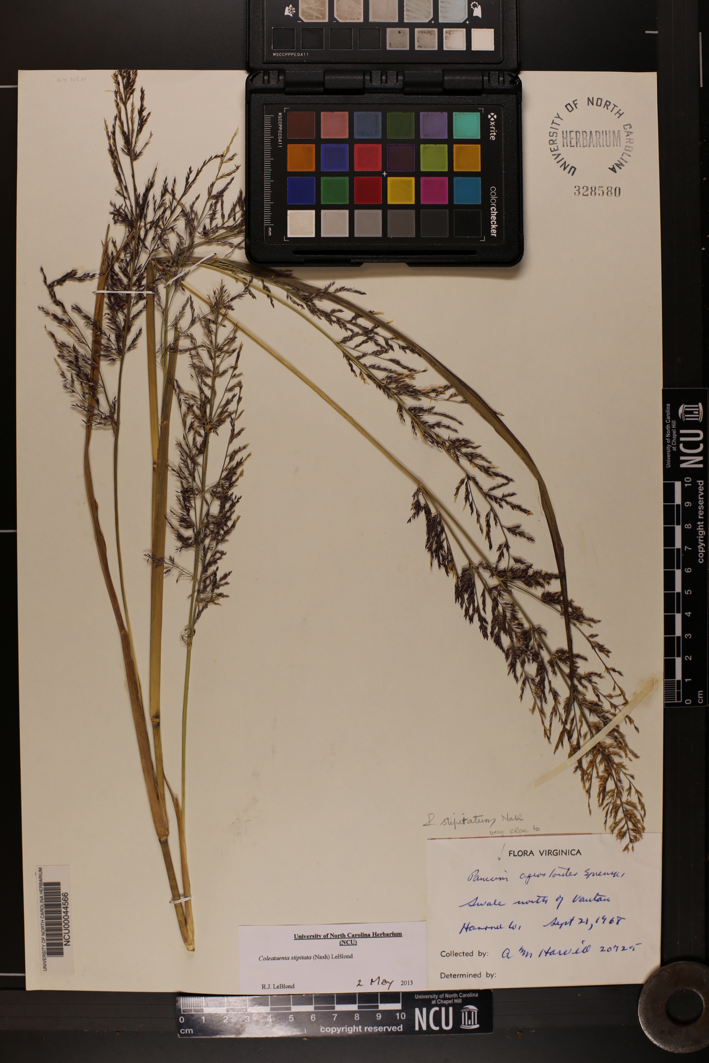 Coleataenia stipitata image