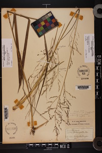 Panicum virgatum var. virgatum image