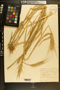 Triticum aestivum image