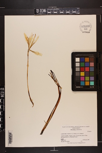 Zephyranthes atamasca image