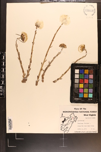 Tussilago farfara image