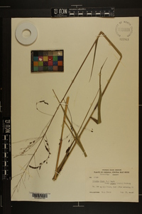 Triodia flava image