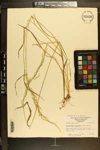 Sphenopholis intermedia image