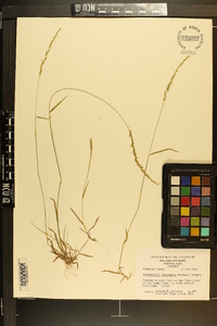 Sphenopholis intermedia image