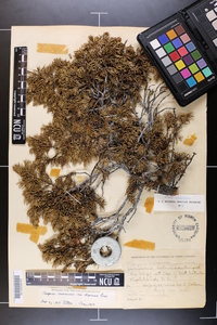 Juniperus communis var. depressa image