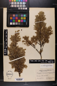 Juniperus communis var. depressa image