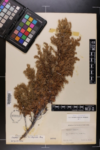 Juniperus communis var. depressa image