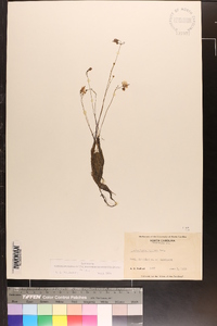 Utricularia gibba image