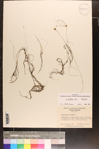 Utricularia gibba image