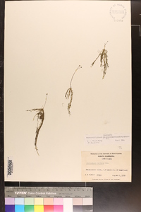 Utricularia gibba image