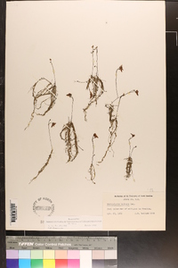 Utricularia gibba image