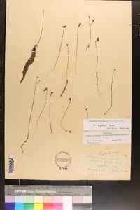 Utricularia gibba image