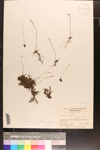 Utricularia gibba image