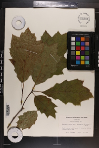 Quercus rubra var. borealis image