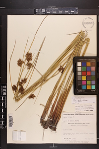 Juncus pylaei image