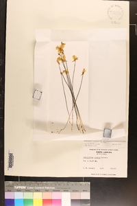 Utricularia cornuta image