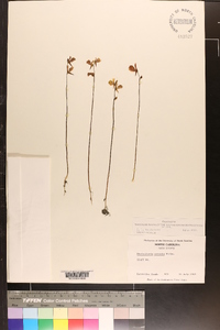 Utricularia cornuta image