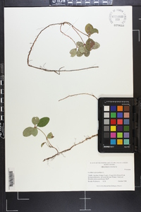 Gaultheria procumbens image