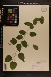 Smilax herbacea image