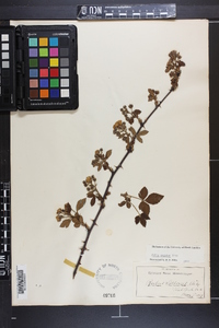 Rubus argutus image