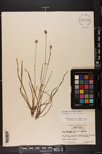 Xyris difformis var. difformis image