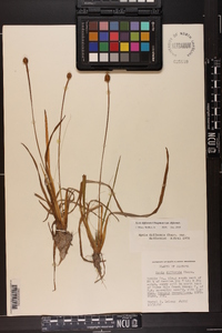 Xyris difformis var. difformis image