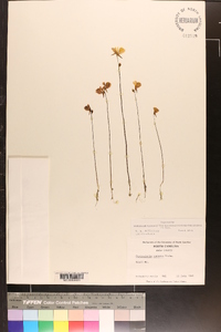 Utricularia cornuta image