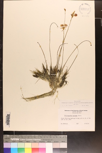 Utricularia cornuta image
