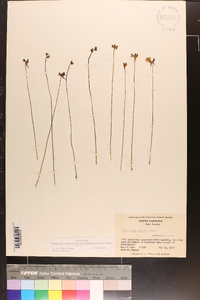 Utricularia cornuta image