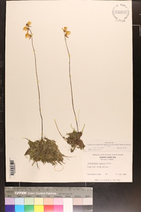 Utricularia cornuta image