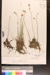 Utricularia cornuta image