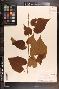 Vitis cinerea image